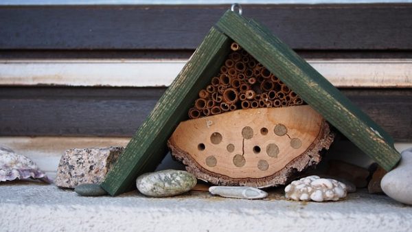 Urgence Biodiversité :  s’engager, quelle que soit son échelle